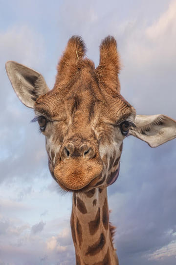 PCS（Pcs.是什么意思）