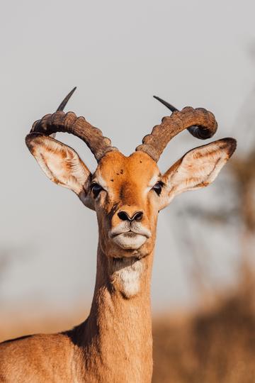 最高检将研究出台低龄未成年人严重暴力犯罪核准追诉意见，具有怎样的意义？