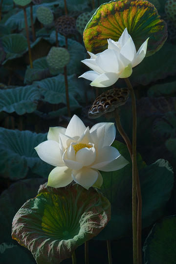 中国海警依法警告驱离日本船只