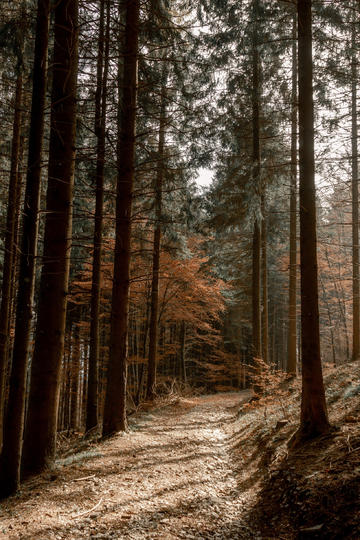 外盘头条：OpenAI推出GPT-4.5 马斯克称将紧急部署星链终端 关税成为财报热词 科技巨头呼吁调整芯片出口管制