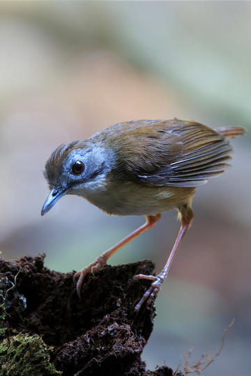 面试的时候被面试官问「看了你的学历是普通本科，想问下对比 985 的面试者，你强在哪里？」该如何回复？