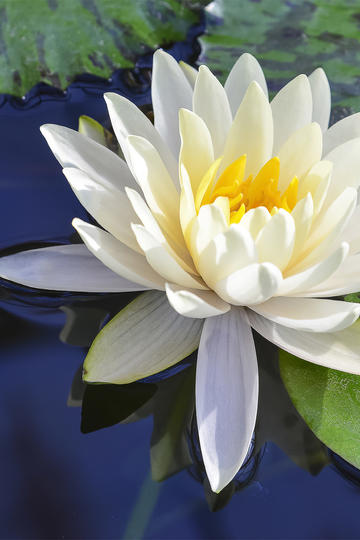 上调中国股市评级！为何在此时？有何变化？大摩分析师详解