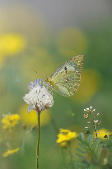 伊朗阿巴斯港再发生小规模爆炸