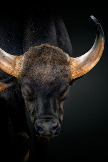 曝小S挨个打电话恳请众星悼念大S