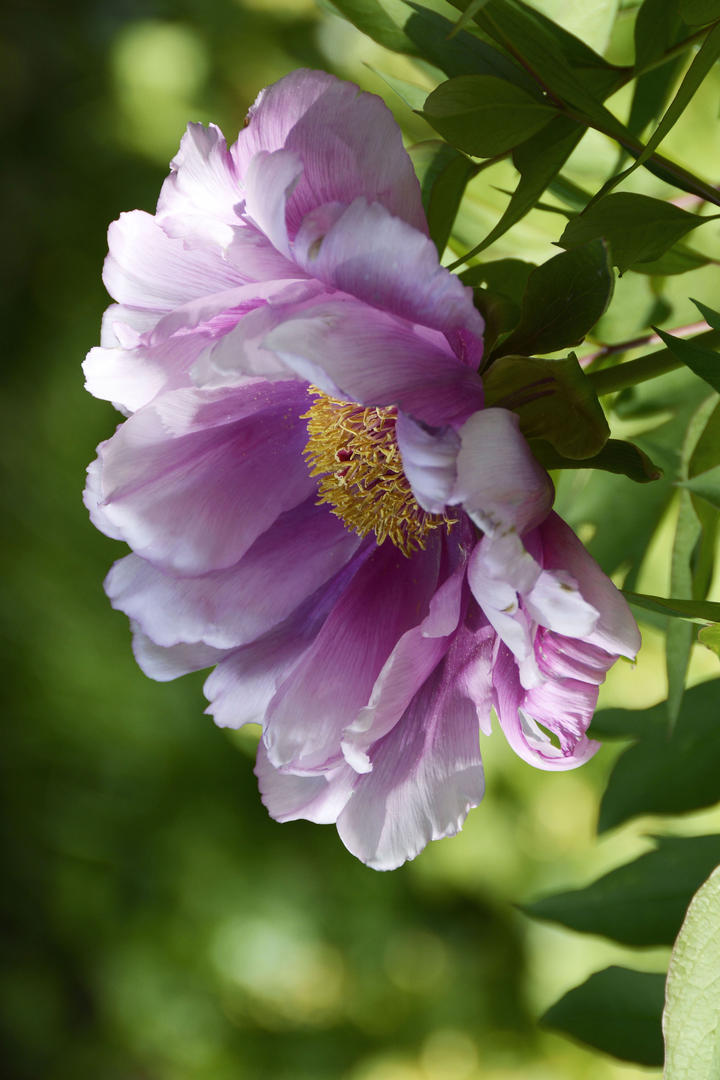 大反转！塞尔吉尼奥缺战沙特队原因曝光，真不怪伊万科维奇