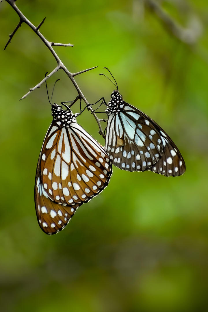 民生银行怕是肠子都悔青了