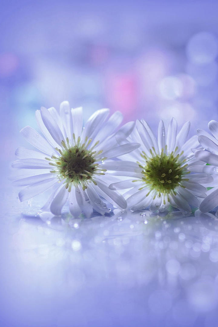 哪些歌曲中有明显（可怕）的读音错误？